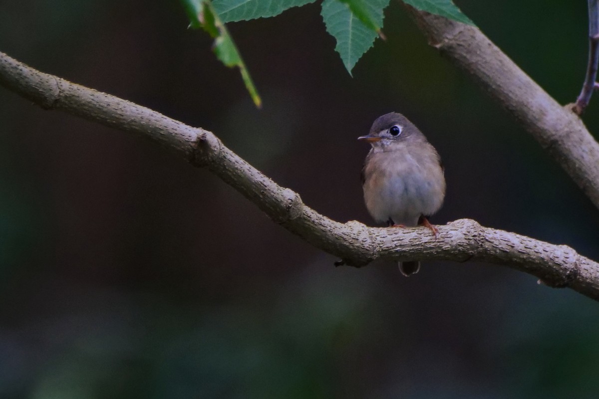 Brown-breasted Flycatcher - ML618613212