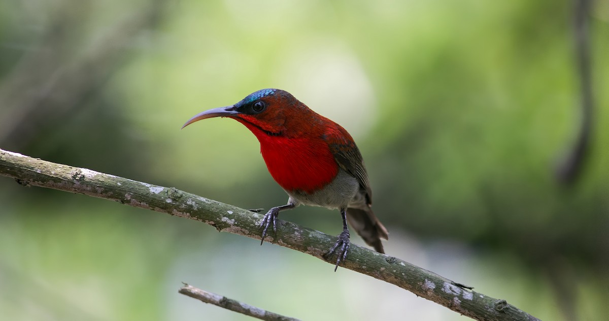 Crimson Sunbird - Bikash Nath