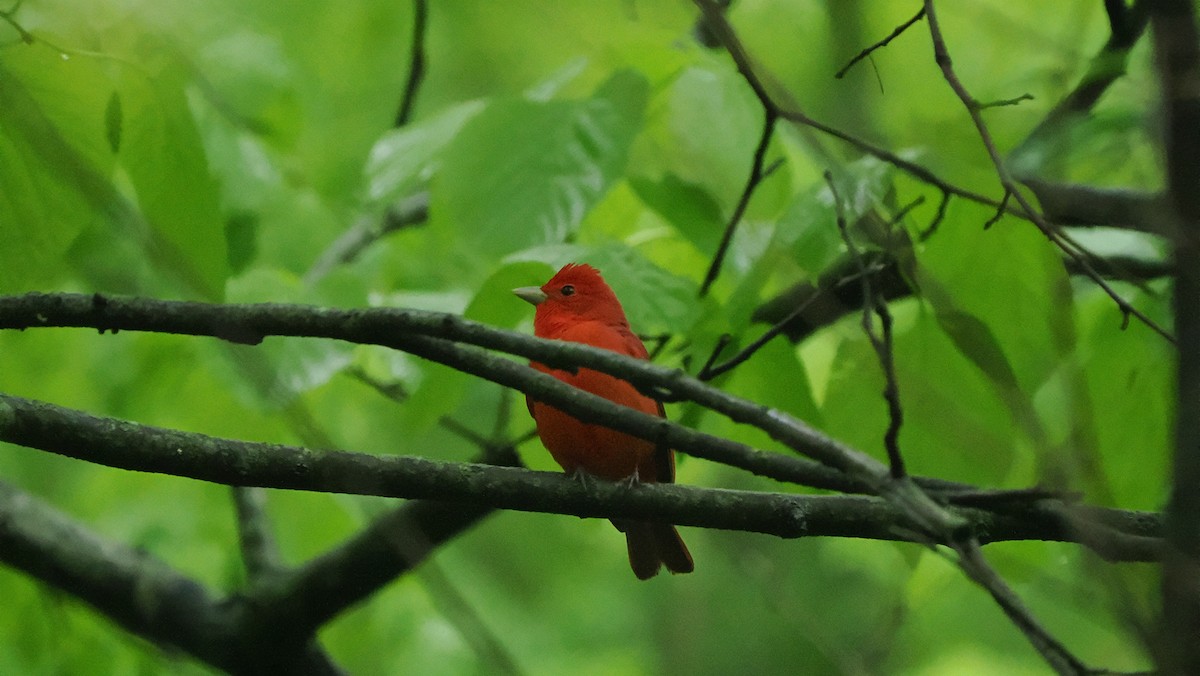 Summer Tanager - Mike Grant