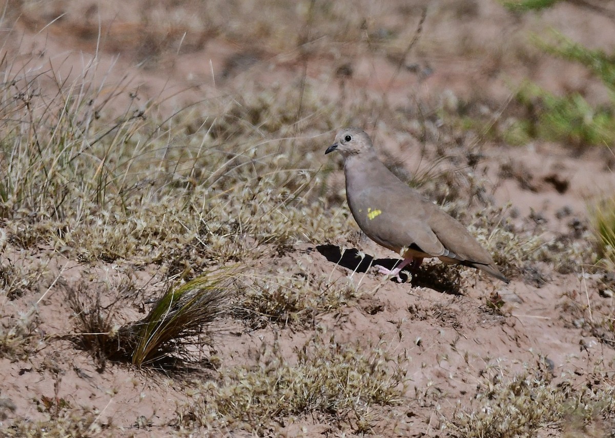 Golden-spotted Ground Dove - ML618613354