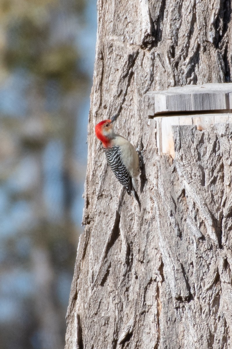 Red-bellied Woodpecker - ML618613377