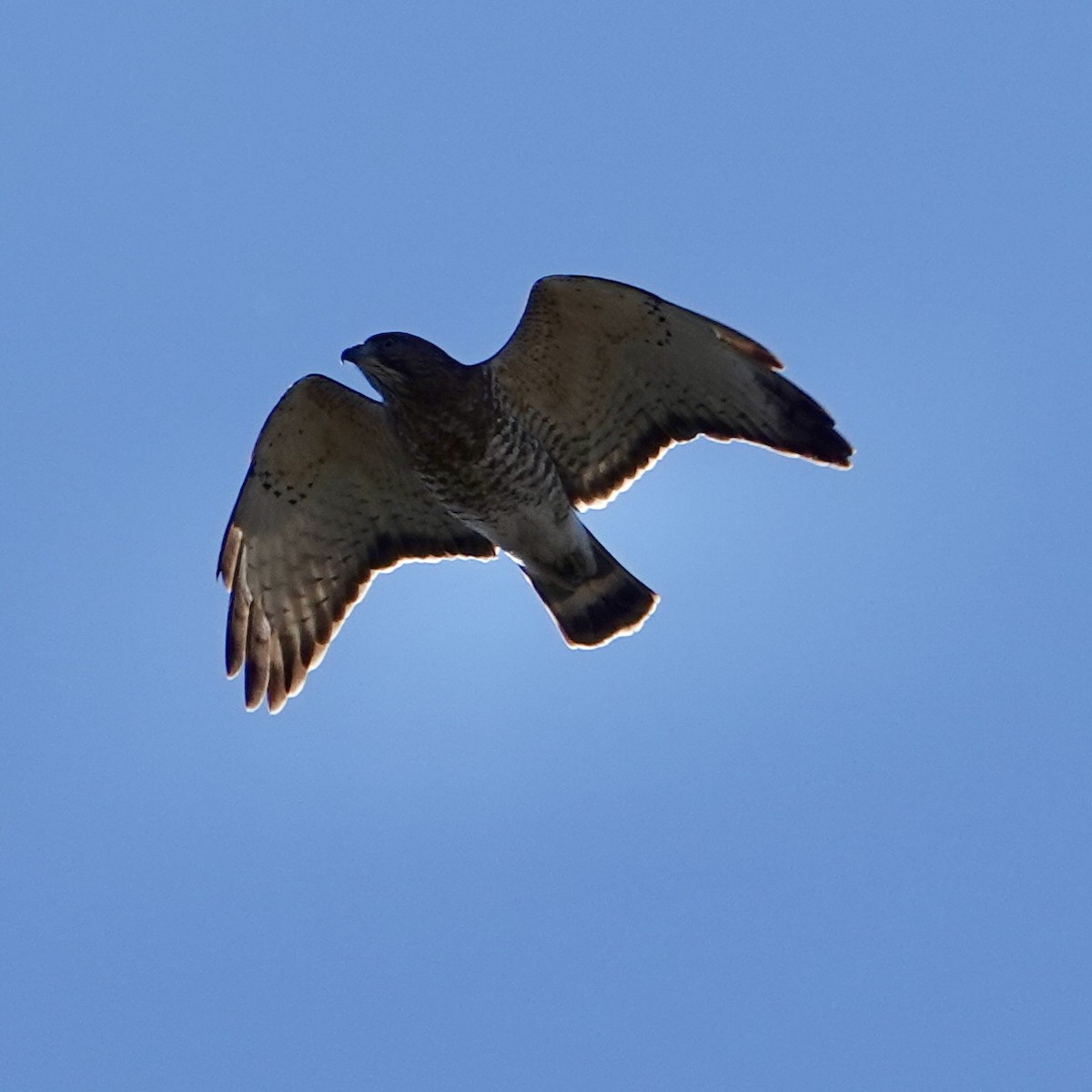 Broad-winged Hawk - ML618613410