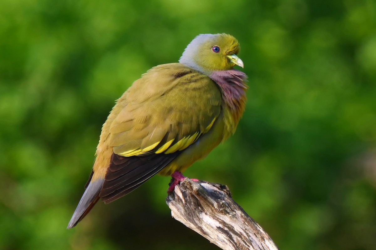 Orange-breasted Green-Pigeon - ML618613414