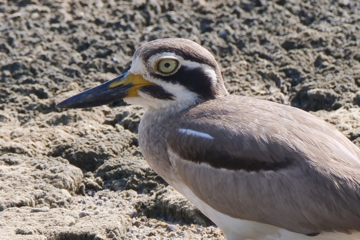 Great Thick-knee - ML618613436