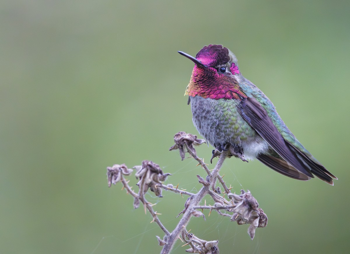 Anna's Hummingbird - Jason Vassallo