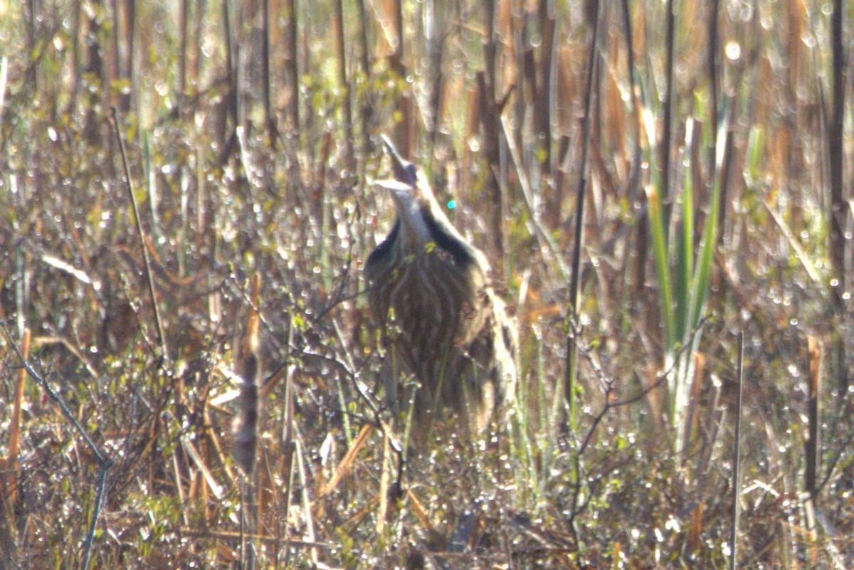eBird Checklist 7 May 2024 Lobster Cove Meadow Preserve (BRLT