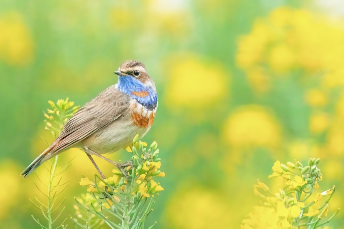 Bluethroat (Red-spotted) - ML618613511