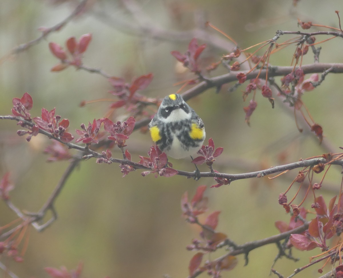 Yellow-rumped Warbler (Myrtle) - ML618613514