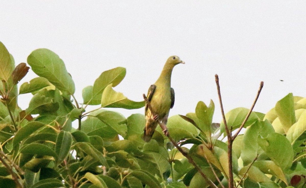 Gray-fronted Green-Pigeon - ML618613538