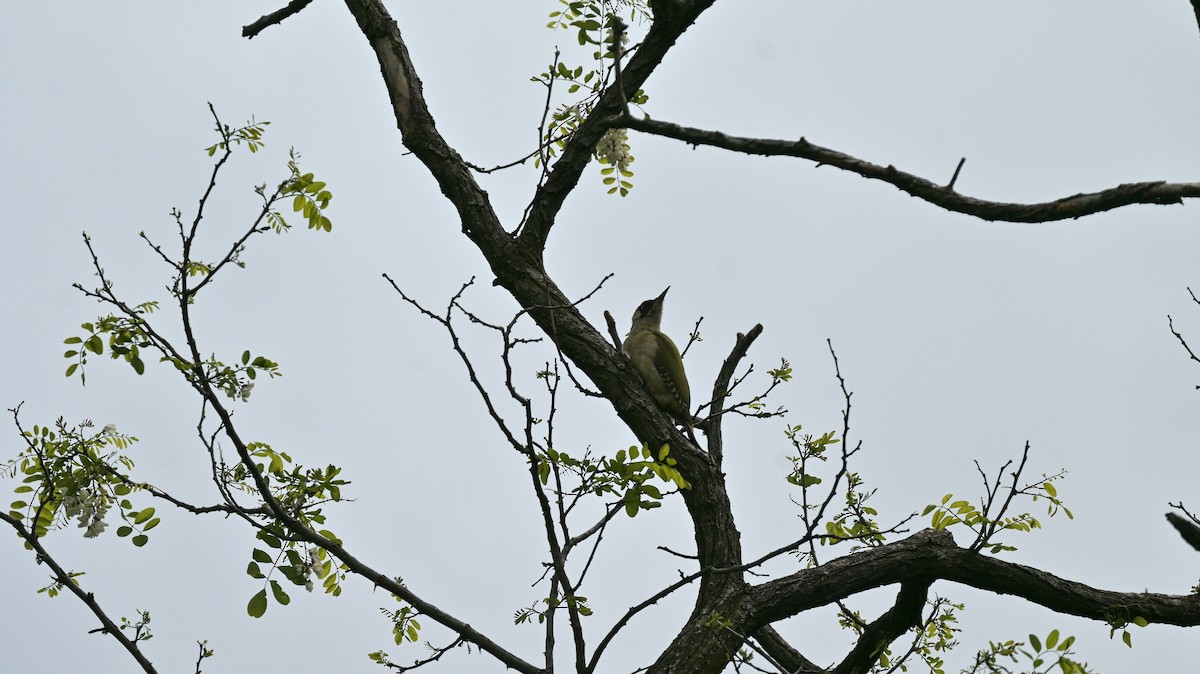 Eurasian Green Woodpecker - ML618613543