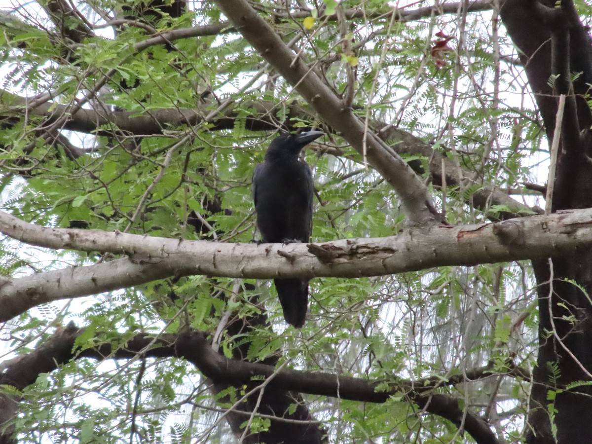 Large-billed Crow - ML618613558