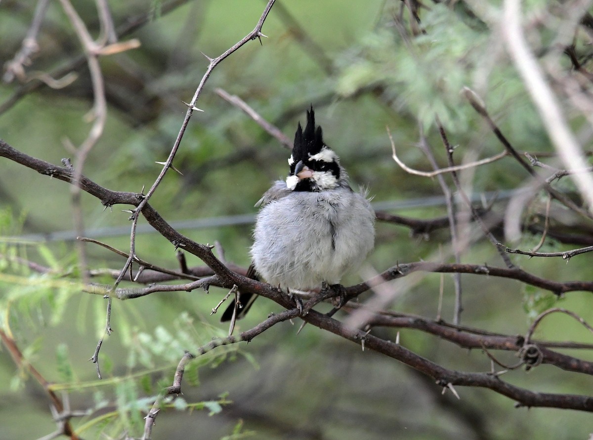 Black-crested Finch - ML618613573