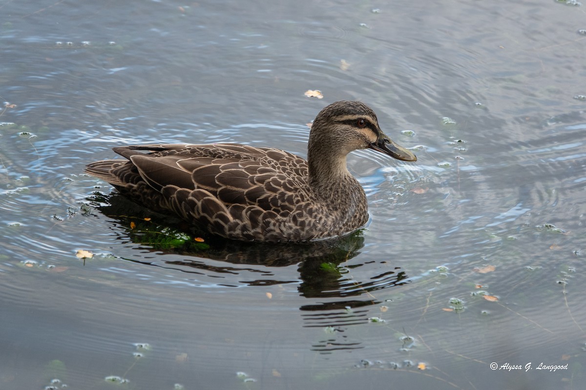 Mallard x Pacific Black Duck (hybrid) - ML618613575