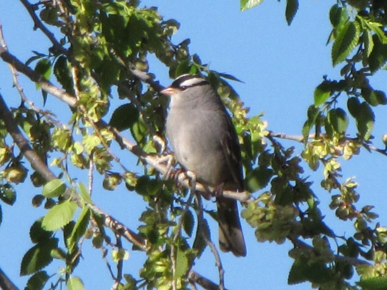 White-crowned Sparrow - ML618613578