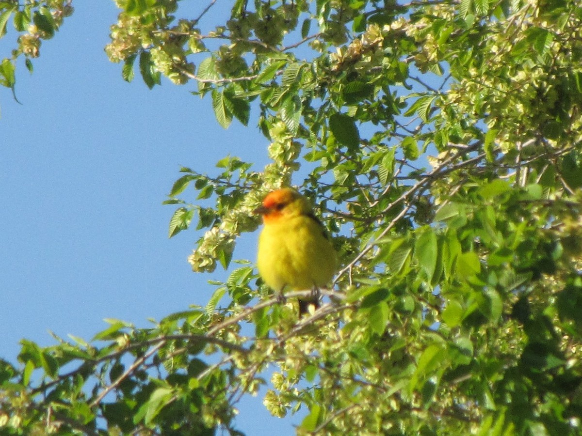 Western Tanager - ML618613592
