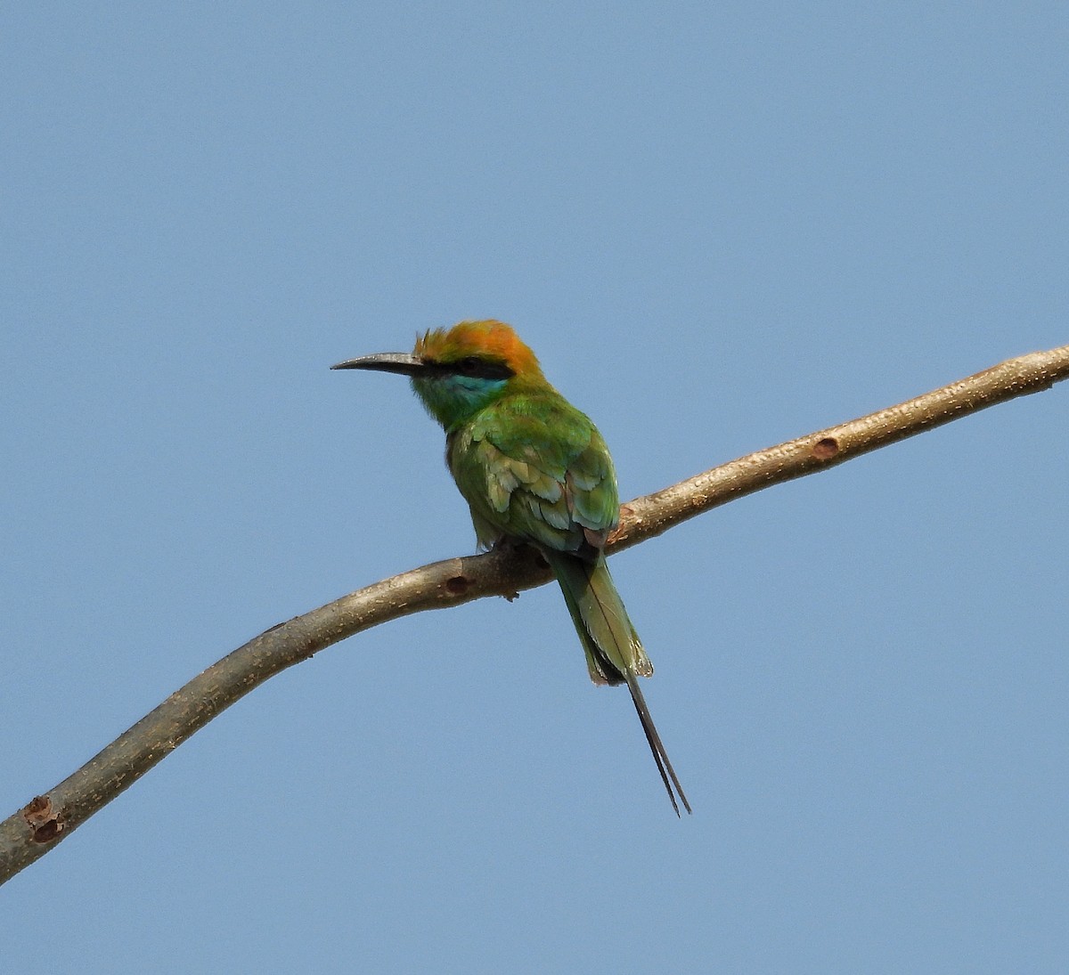 Asian Green Bee-eater - ML618613789