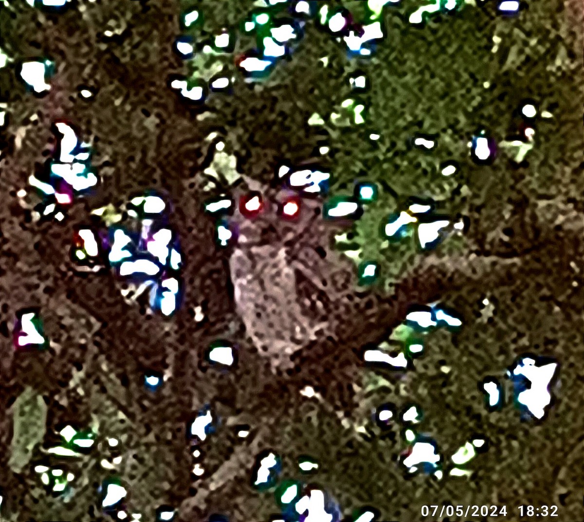 Indian Scops-Owl - ML618613804