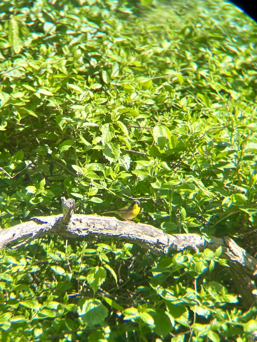 Common Yellowthroat - ML618613805