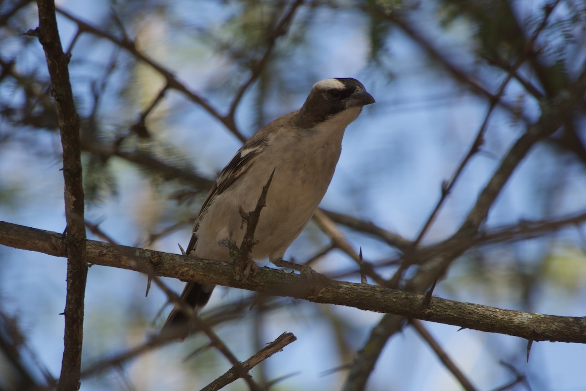 White-browed Sparrow-Weaver - ML618613833
