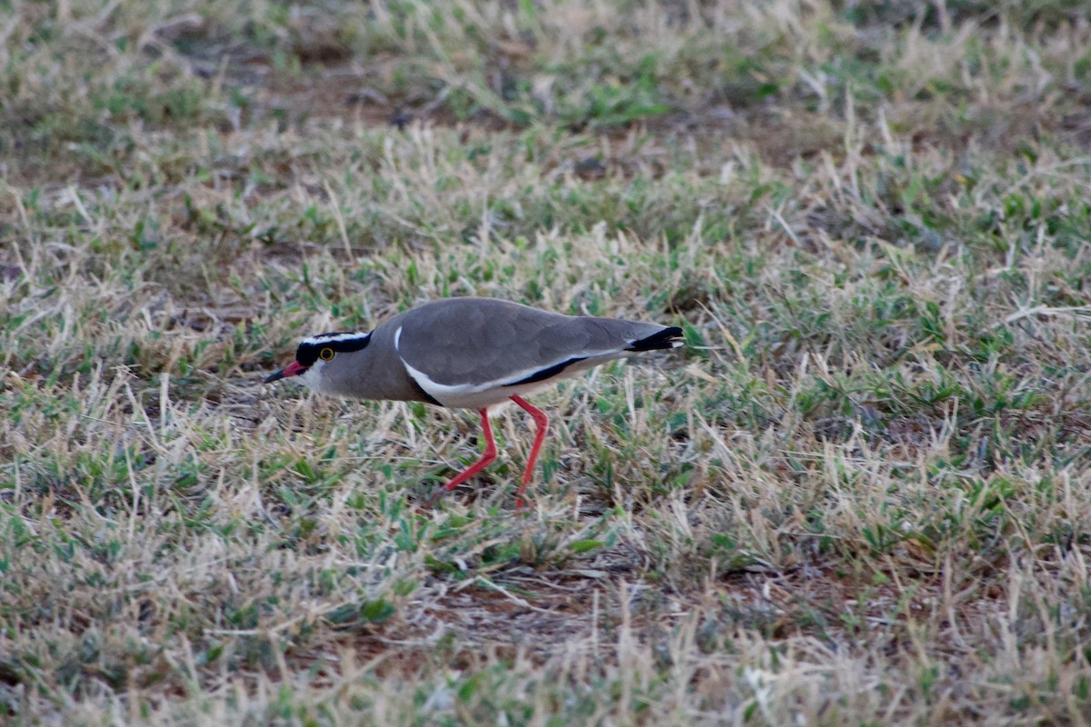 Crowned Lapwing - ML618613858
