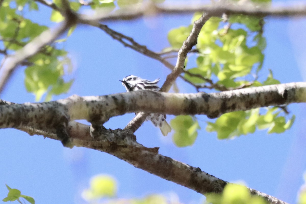 Black-and-white Warbler - ML618613882