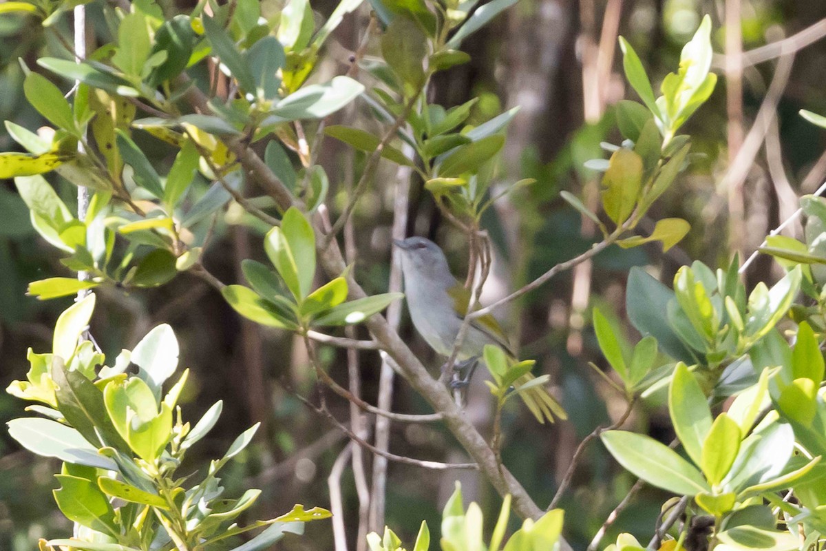 Green-tailed Warbler - ML618613883