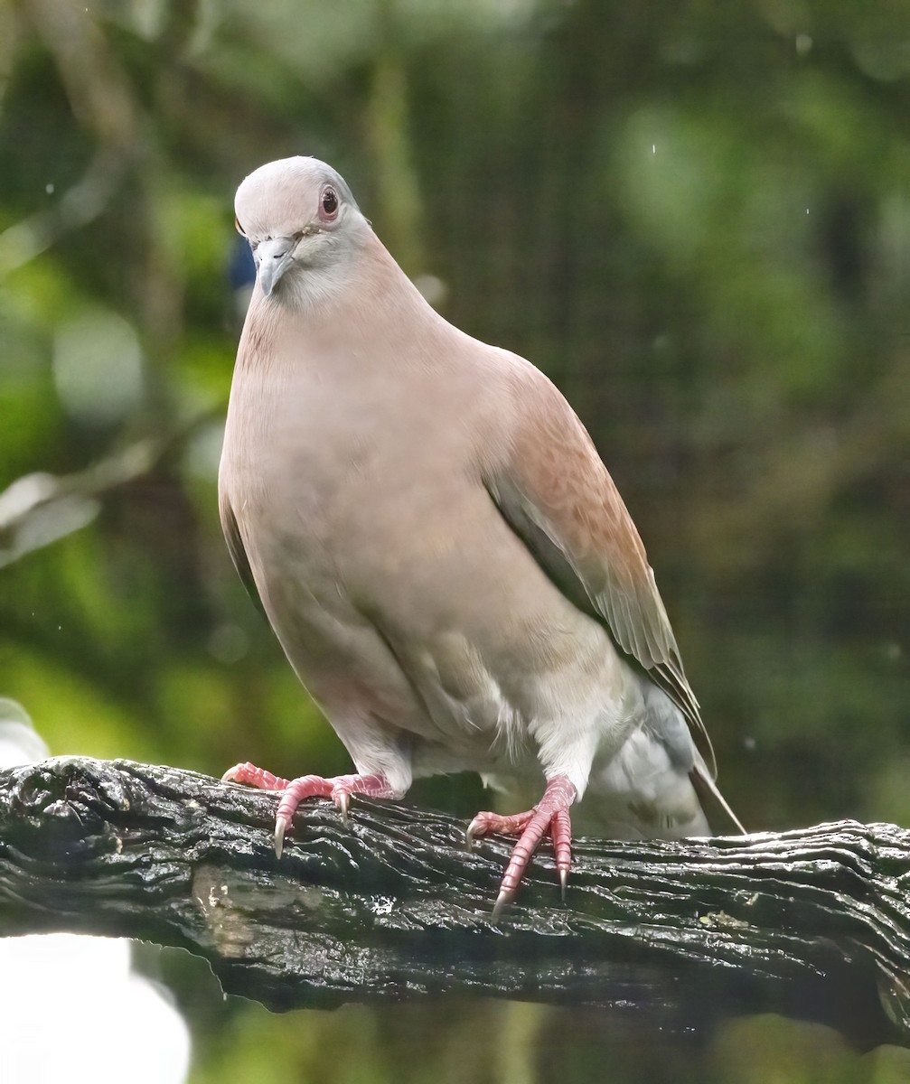Pale-vented Pigeon - Bonnie Graham