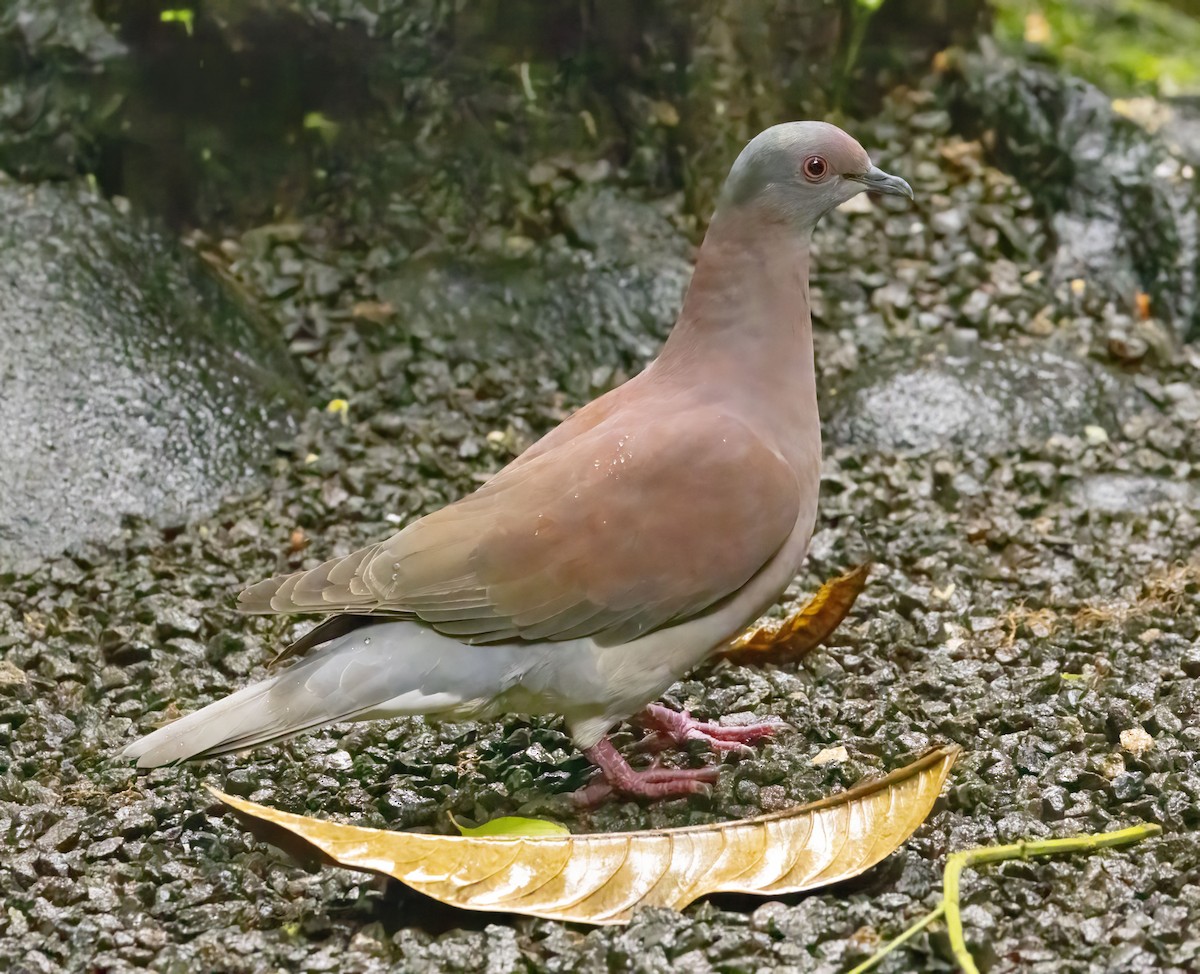 Pigeon rousset - ML618613897