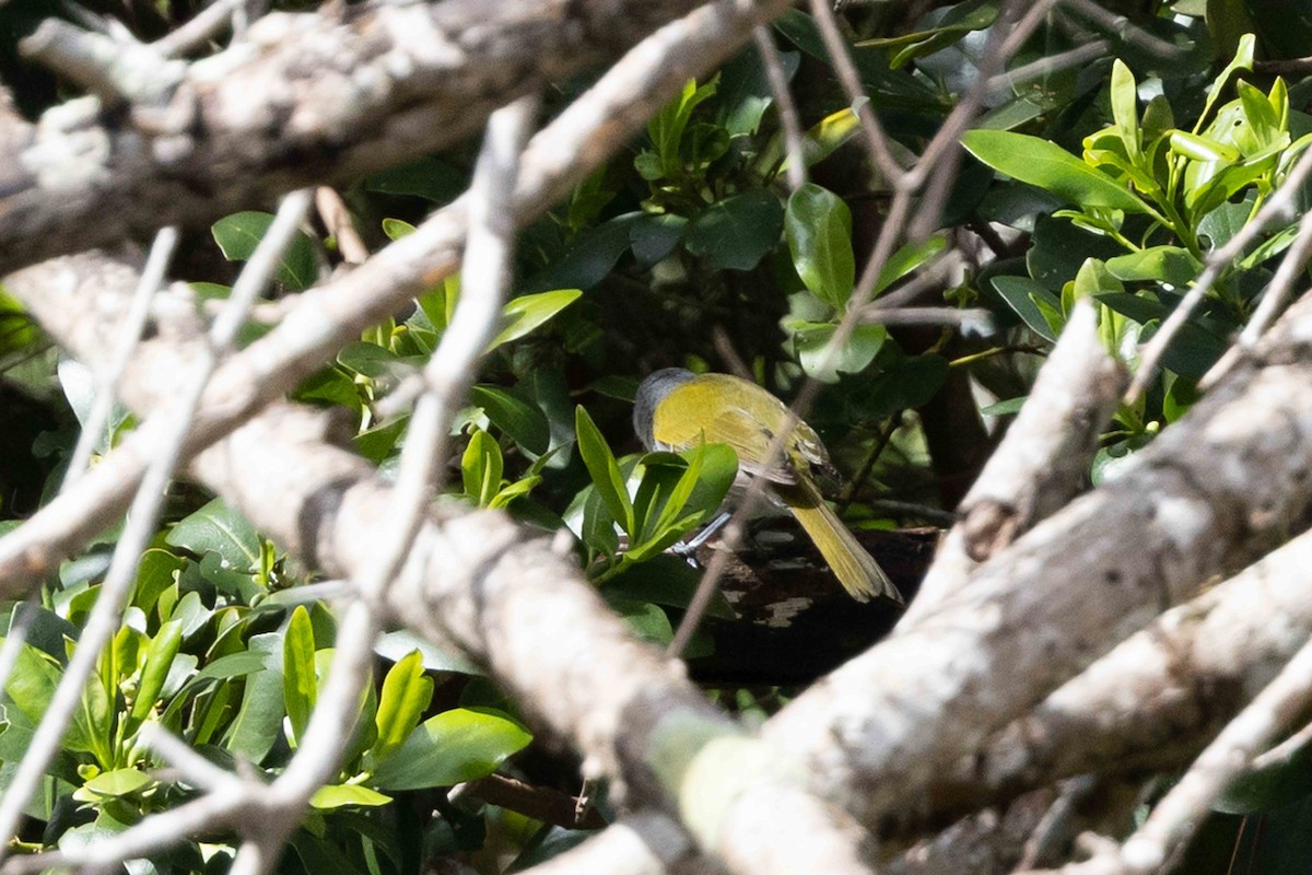 Green-tailed Warbler - ML618613905