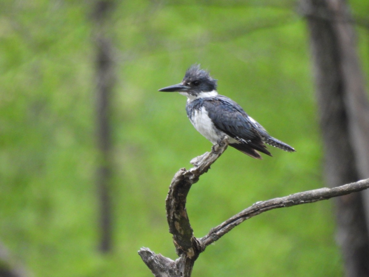 Belted Kingfisher - ML618613927
