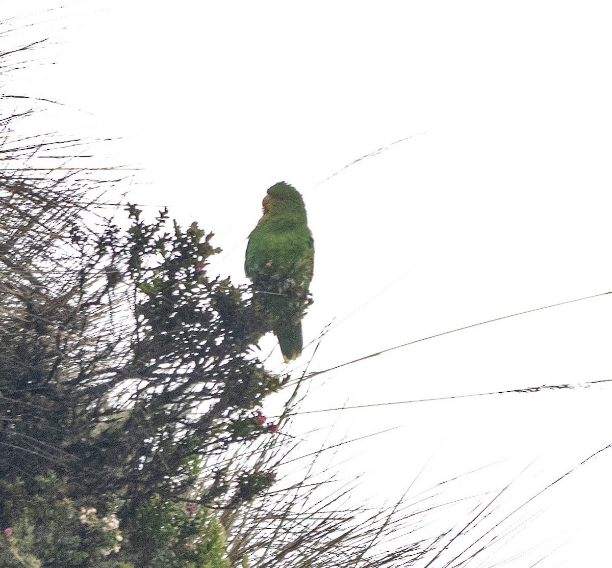 Rufous-fronted Parakeet - ML618613970