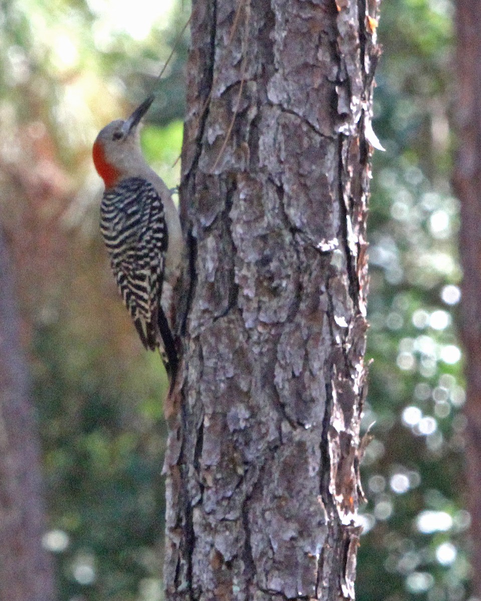 Red-bellied Woodpecker - ML618613993