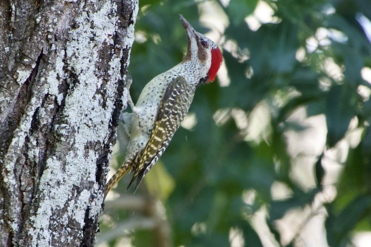 Bennett's Woodpecker - ML618614041