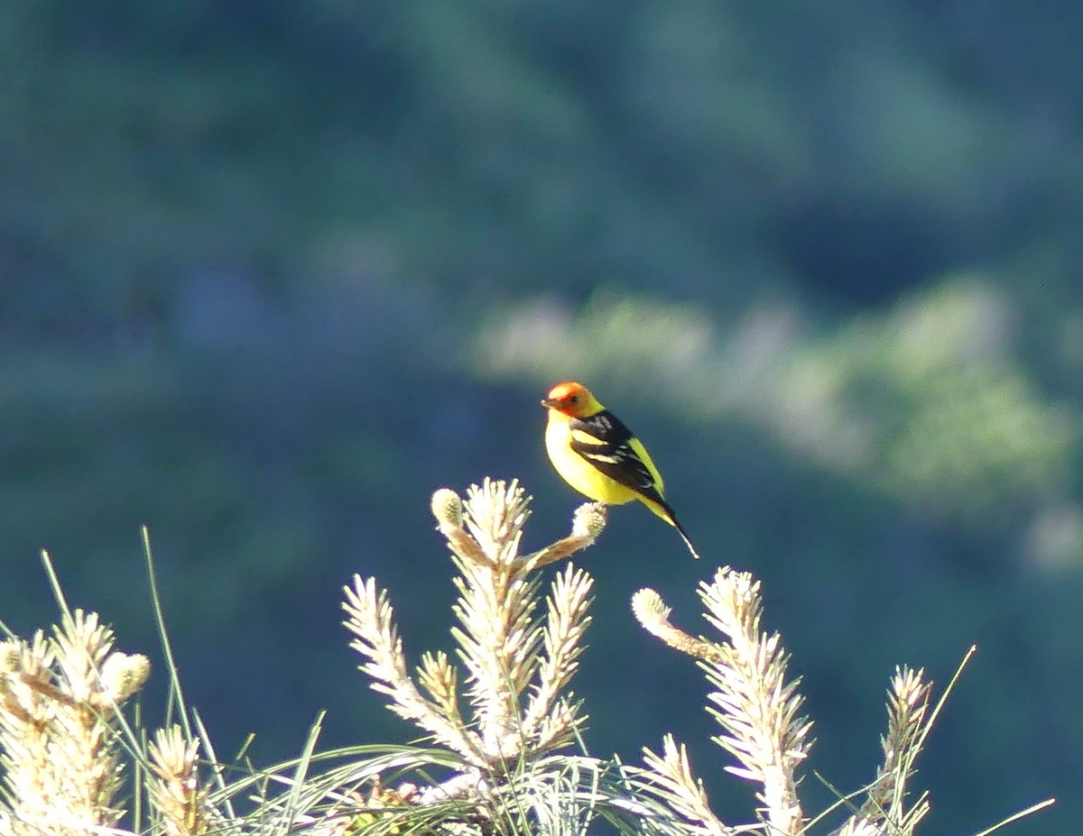 Western Tanager - ML618614066