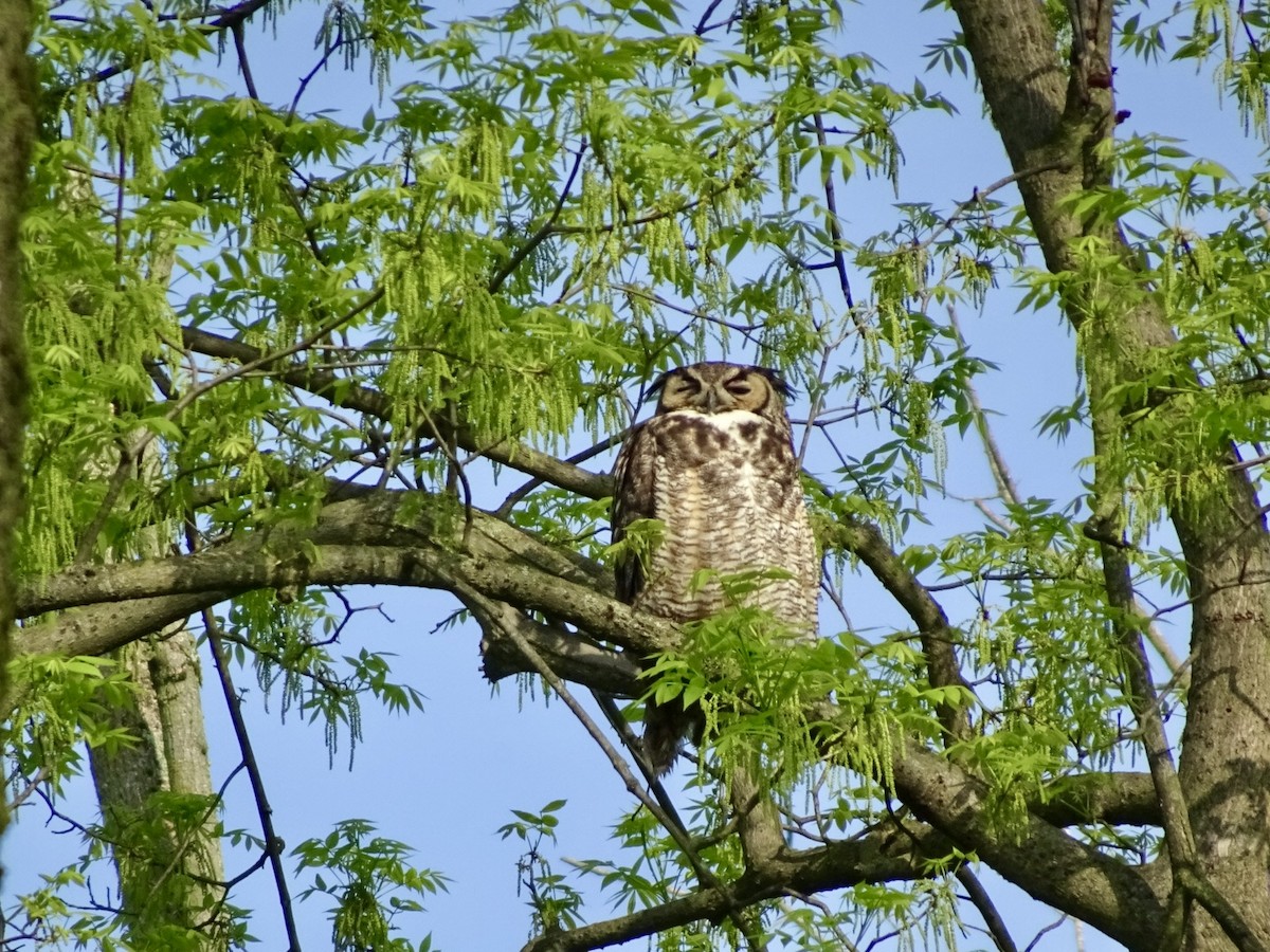 Great Horned Owl - ML618614087