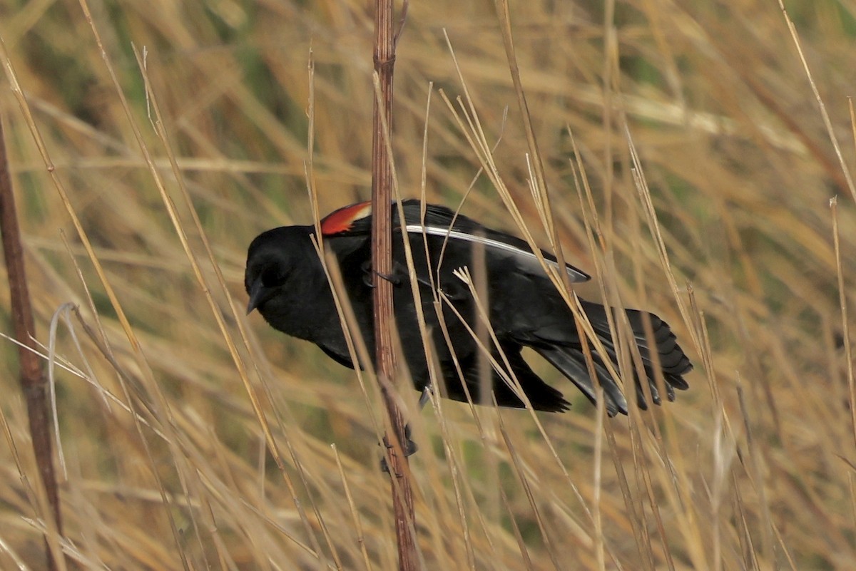 Red-winged Blackbird - ML618614135