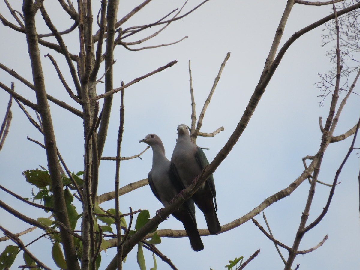 Green Imperial-Pigeon - ML618614153