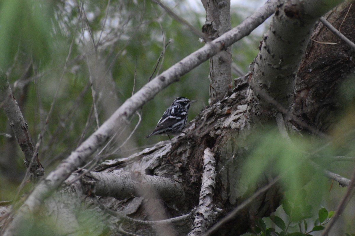Black-and-white Warbler - ML618614161