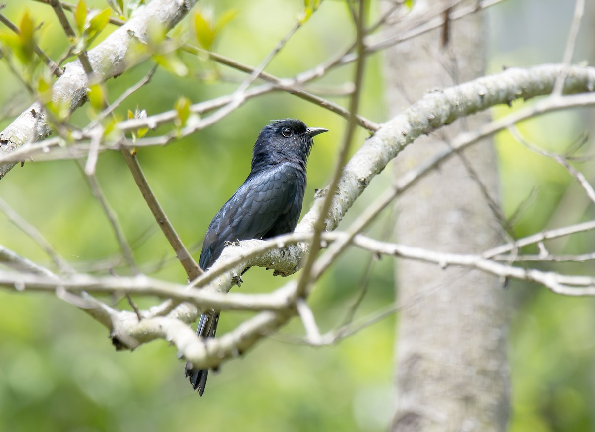 Square-tailed Drongo-Cuckoo - ML618614166