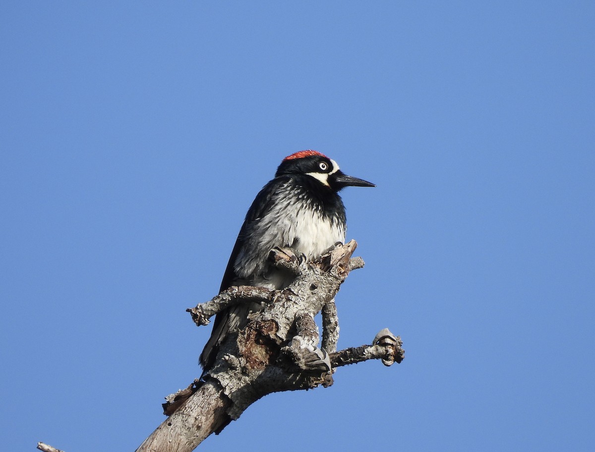 Acorn Woodpecker - ML618614176