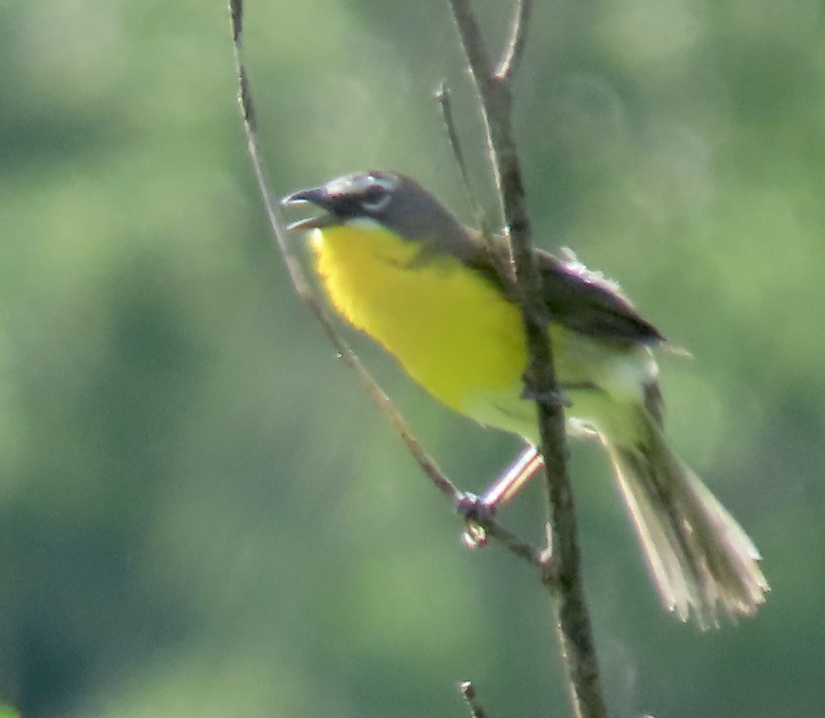 Yellow-breasted Chat - ML618614177