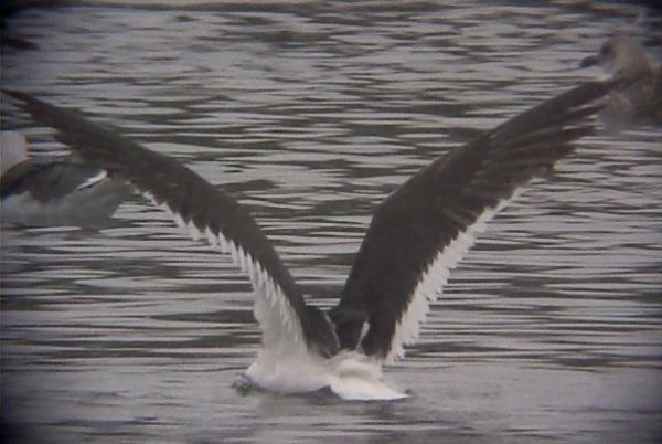 Lesser Black-backed Gull (fuscus) - ML618614276