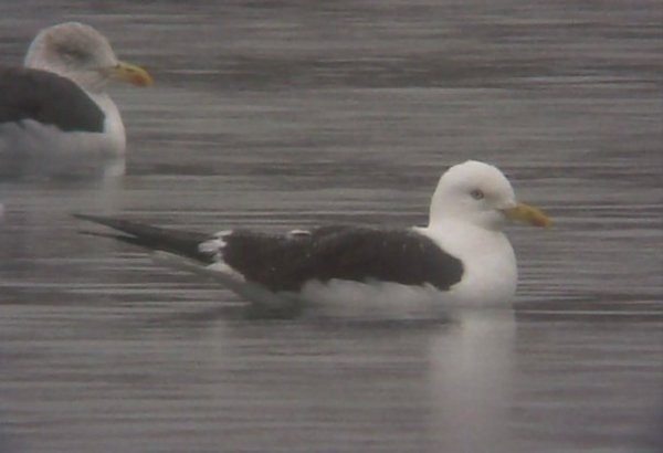 Lesser Black-backed Gull (fuscus) - ML618614279