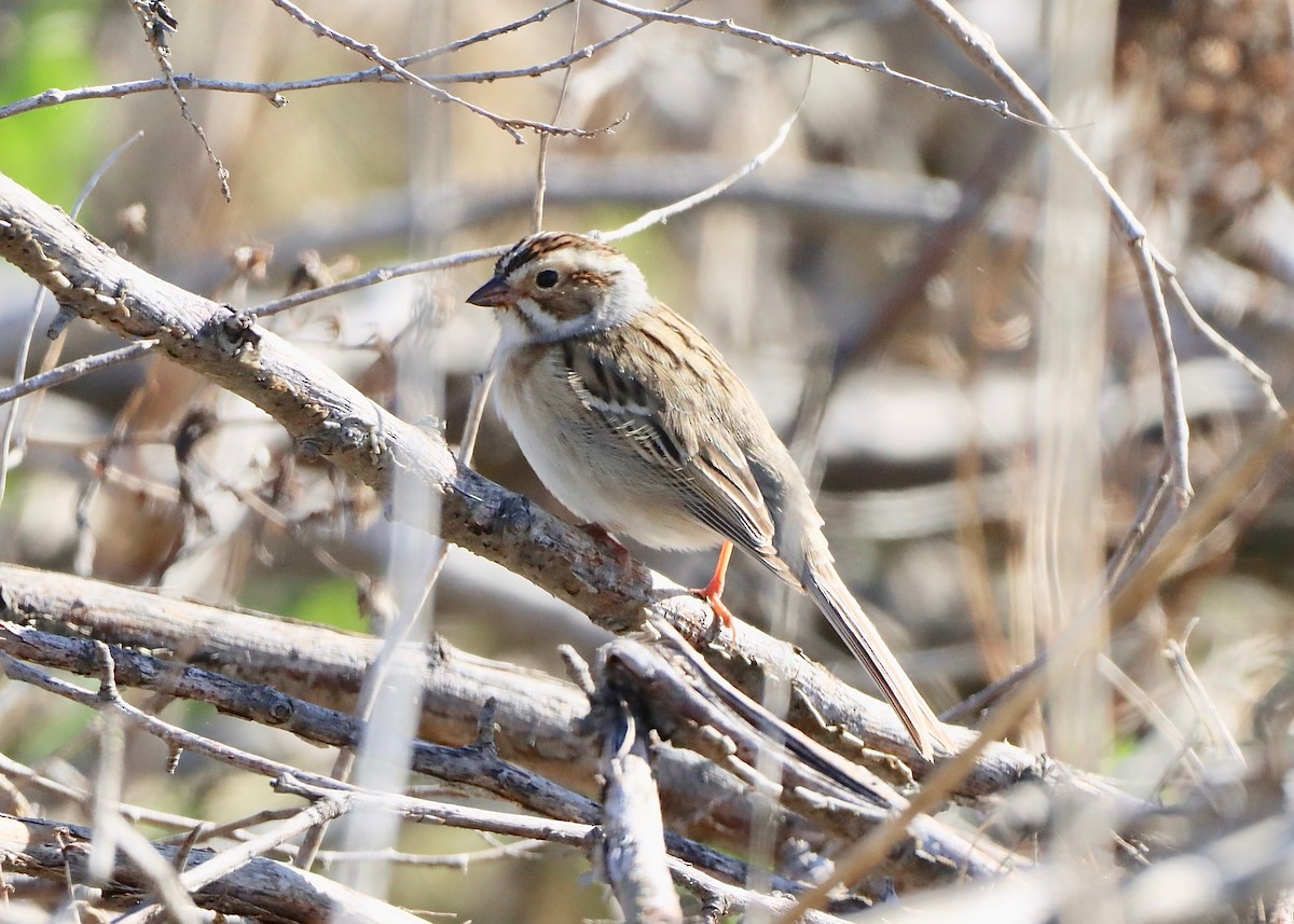Clay-colored Sparrow - ML618614350