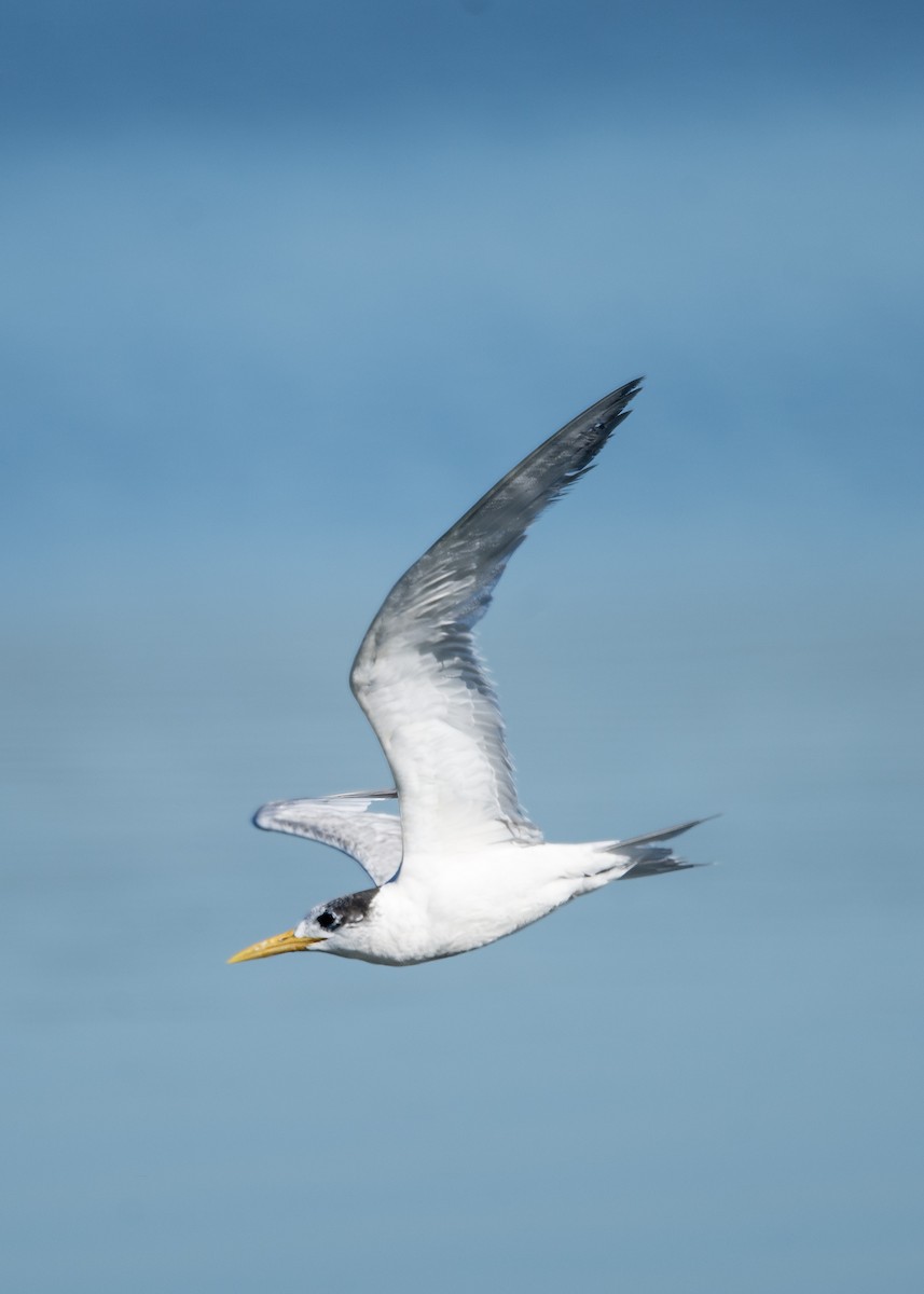 Great Crested Tern - ML618614369