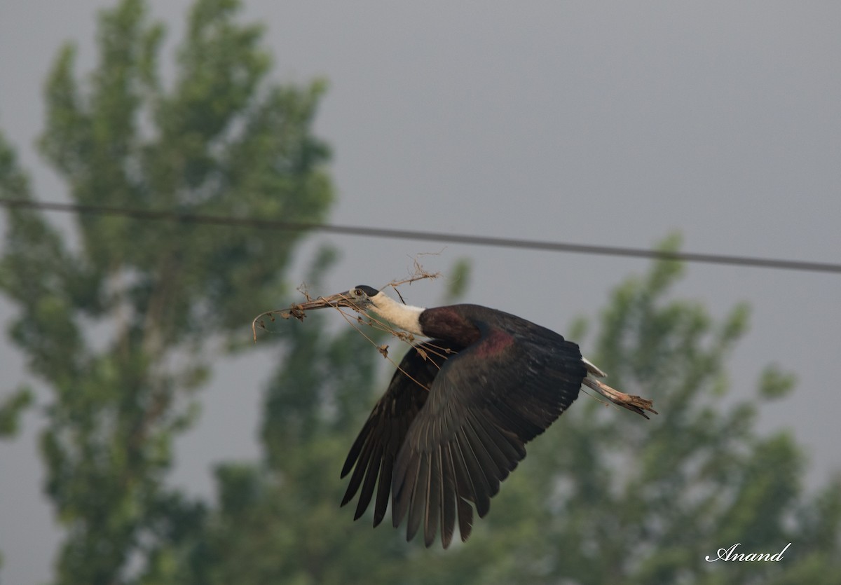 Asian Woolly-necked Stork - ML618614375