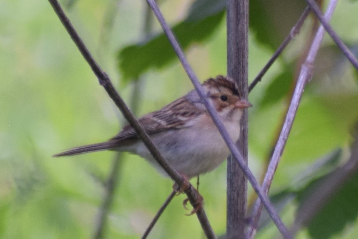 Clay-colored Sparrow - ML618614390