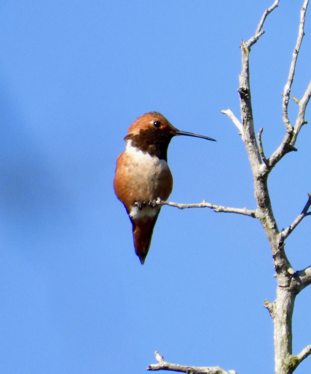 Rufous Hummingbird - ML618614405