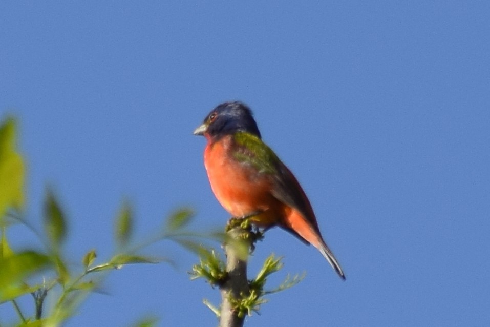 Painted Bunting - ML618614439