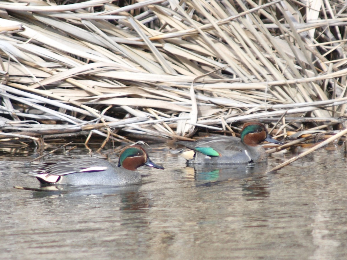 Green-winged Teal - ML618614447